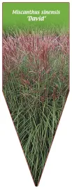 etykieta-szkolkarska-miscanthus-sinensis-david