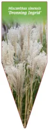 etykieta-szkolkarska-miscanthus-sinensis-dronning-ingrid-a