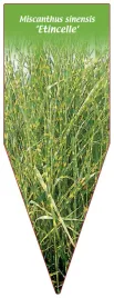 etykieta-szkolkarska-miscanthus-sinensis-etincelle