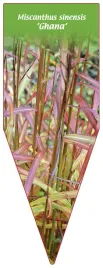 etykieta-szkolkarska-miscanthus-sinensis-ghana