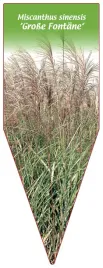 etykieta-szkolkarska-miscanthus-sinensis-grosse-fontane