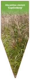 etykieta-szkolkarska-miscanthus-sinensis-kupferberg