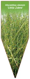 etykieta-szkolkarska-miscanthus-sinensis-little-zebra
