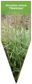 etykieta-szkolkarska-miscanthus-sinensis-punktchen