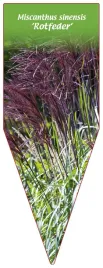 etykieta-szkolkarska-miscanthus-sinensis-rotfeder