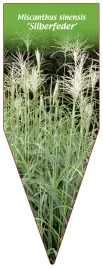 etykieta-szkolkarska-miscanthus-sinensis-silberfeder