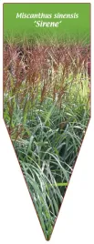 etykieta-szkolkarska-miscanthus-sinensis-sirene