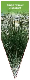 etykieta-szkolkarska-molinia-caerulea-moorhexe