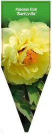 etykieta-szkolkarska-paeonia-itoh-bartzella