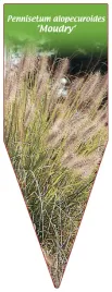 etykieta-szkolkarska-pennisetum-alopecuroides-moudry-b