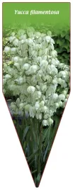 etykieta-szkolkarska-yucca-filamentosa