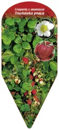 etykieta-szkolkarska-truskawka-pnaca-fragaria-x-ananassa-2