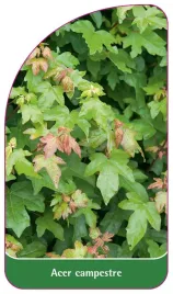etykieta-szkolkarska-acer-campestre