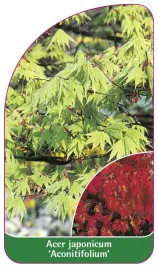 etykieta-szkolkarska-acer-japonicum-aconitifolium