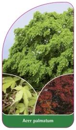 etykieta-szkolkarska-acer-palmatum