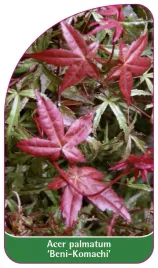 etykieta-szkolkarska-acer-palmatum-beni-komachi
