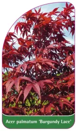etykieta-szkolkarska-acer-palmatum-burgundy-lace
