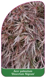 etykieta-szkolkarska-acer-palmatum-dissectum-nigrum