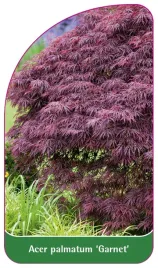 etykieta-szkolkarska-acer-palmatum-garnet