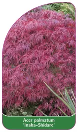 etykieta-szkolkarska-acer-palmatum-inaba-shidare