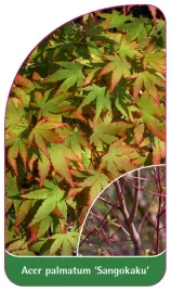 etykieta-szkolkarska-acer-palmatum-sangokaku