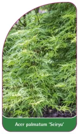 etykieta-szkolkarska-acer-palmatum-seiryu