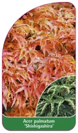 etykieta-szkolkarska-acer-palmatum-shishigashira