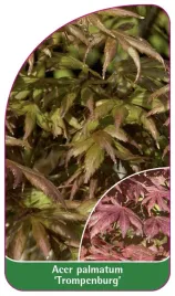 etykieta-szkolkarska-acer-palmatum-trompenburg