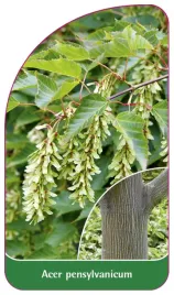 etykieta-szkolkarska-acer-pensylvanicum
