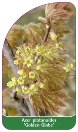 etykieta-szkolkarska-acer-platanoides-golden-globe