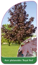 etykieta-szkolkarska-acer-platanoides-royal-red