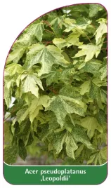 etykieta-szkolkarska-acer-pseudoplatanus-leopoldii