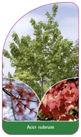 etykieta-szkolkarska-acer-rubrum