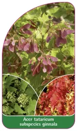 etykieta-szkolkarska-acer-tataricum-subspecies-ginnala