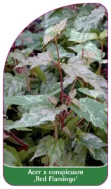 etykieta-szkolkarska-acer-x-conspicuum-red-flamingo