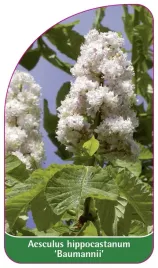 etykieta-szkolkarska-aesculus-hippocastanum-baumannii
