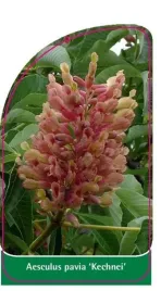 etykieta-szkolkarska-aesculus-pavia-kechnei
