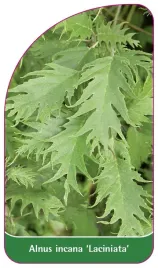 etykieta-szkolkarska-alnus-incana-laciniata