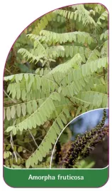 etykieta-szkolkarska-amorpha-fruticosa