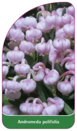 etykieta-szkolkarska-andromeda-polifolia