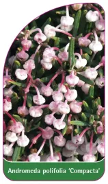 etykieta-szkolkarska-andromeda-polifolia-compacta