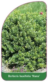 etykieta-szkolkarska-berberis-buxifolia-nana
