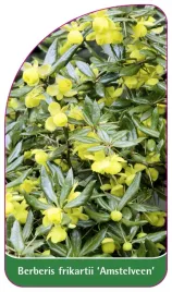 etykieta-szkolkarska-berberis-frikartii-amstelveen