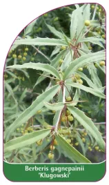 etykieta-szkolkarska-berberis-gagnepainii-klugowski