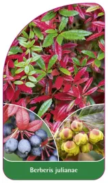etykieta-szkolkarska-berberis-julianae