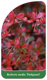 etykieta-szkolkarska-berberis-media-parkjuwel-a