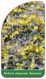 etykieta-szkolkarska-berberis-ottawensis-auricoma