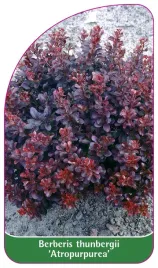 etykieta-szkolkarska-berberis-thunbergii-atropurpurea