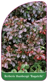 etykieta-szkolkarska-berberis-thunbergii-bagatelle