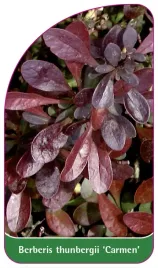 etykieta-szkolkarska-berberis-thunbergii-carmen